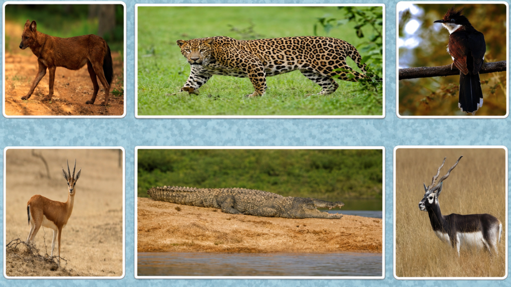 Collage of wildlife species found in Pranahita Wildlife Sanctuary, featuring a dhole (wild dog), leopard, bird, gazelle, mugger crocodile, and blackbuck in their natural habitats.
